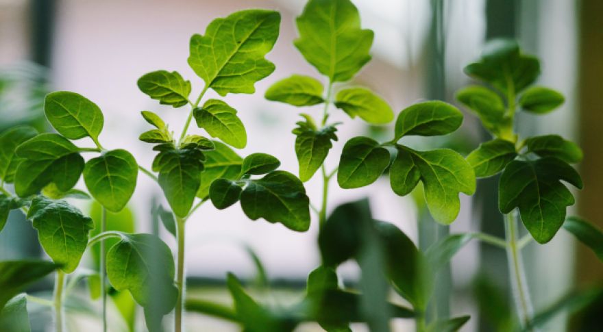 Plants Can Grow in Lunar Soil, But They Suck at It