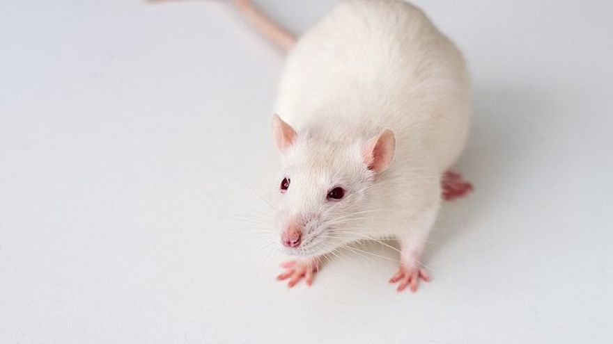 Scientists Have Transplanted Human Brain Cells Into Baby Rats