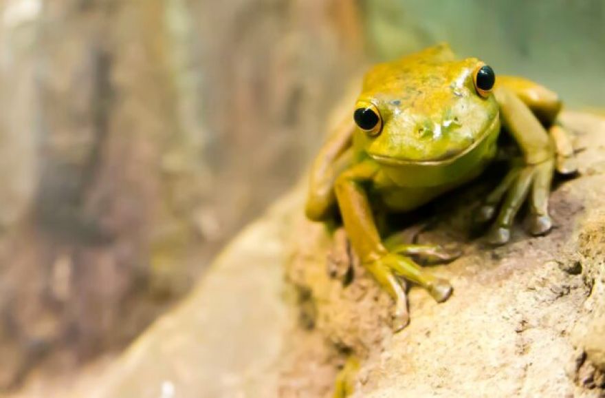 Largest Study of Its Kind Reveals Secrets of Reptile, Amphibian Aging