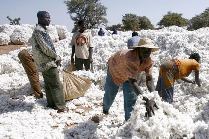 Revés para Monsanto: principal cultivador de algodón de África vuelve a semillas convencionales