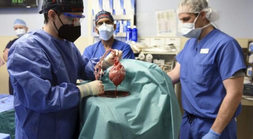 Failed Pig Heart Transplant Yields Unexpected Insights