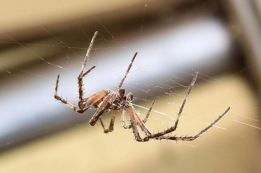 Orb-Weaving Spiders Use Their Webs to Detect Sound