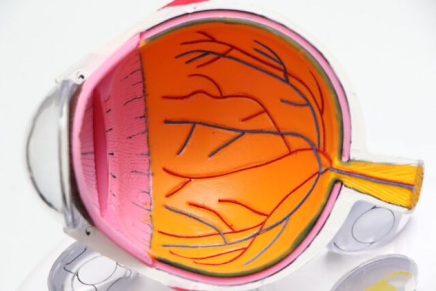 AI Tool Can Scan a Retina, Predict Heart Disease Risk in Under a Minute